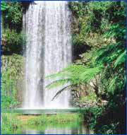 Millaa Millaa Falls in Cairns