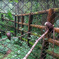 Mini Zoological Garden in Aizawl