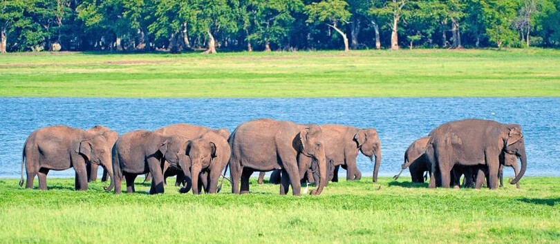 Minneriya National Park
