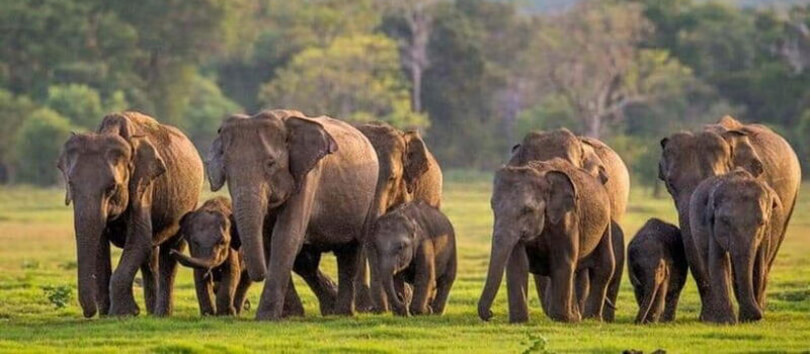 Minneriya National Park