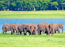 Minneriya National Park in Polonnaruwa