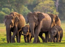 Minneriya National Park in Sigiriya
