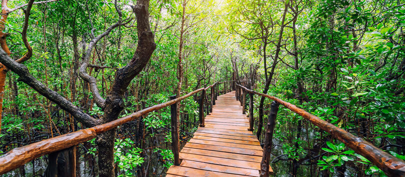 Misungwi Forest Reserve