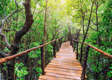 Misungwi Forest Reserve in Mwanza