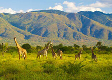Mkomazi National Park in Moshi