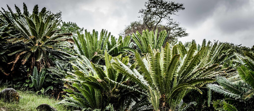 Modjadji Cycad Reserve