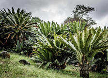 Modjadji Cycad Reserve in Limpopo