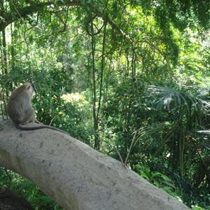 Monkey Forest Sanctuary in Bali
