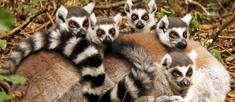 Monkeyland Primate Sanctuary
