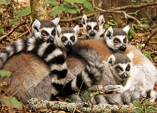 Monkeyland Primate Sanctuary in Garden Route