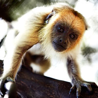 Monkeyland Primate Sanctuary in Garden Route