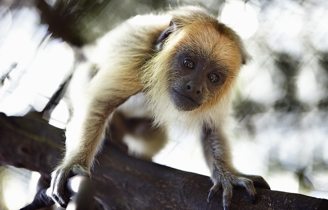 Monkeyland Primate Sanctuary