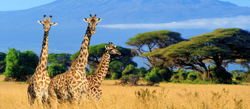 Mount Kenya National Park