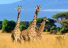 Mount Kenya National Park
