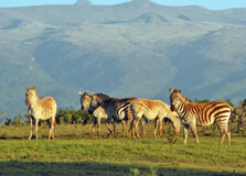 Mount Kenya National Park in Nyeri