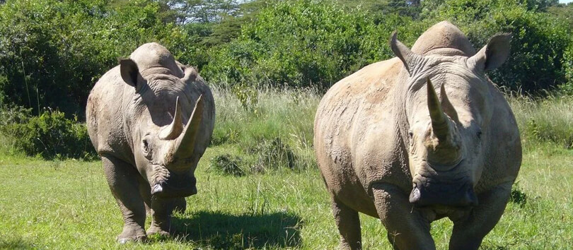 Mount Kenya Wildlife Conservancy