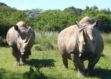 Mount Kenya Wildlife Conservancy in Nanyuki