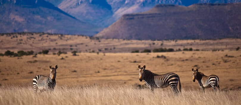 Mountain Zebra National Park