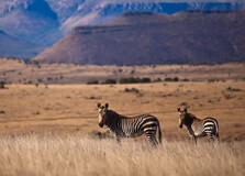 Mountain Zebra National Park in Eastern Cape