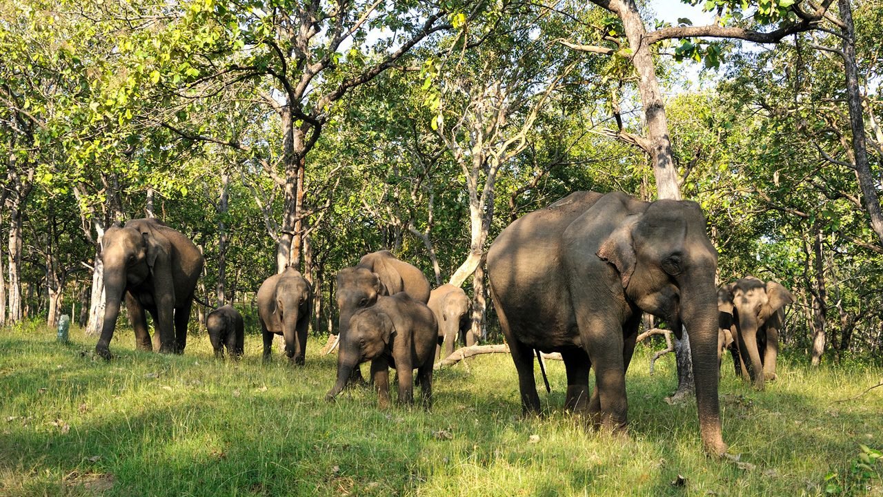 Mudumalai National Park in Nilgiris