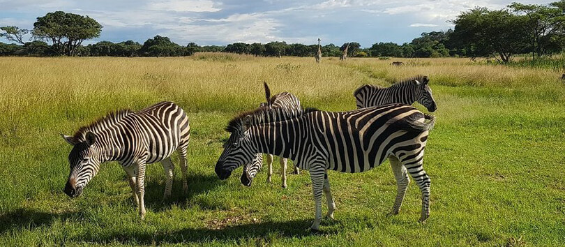 Mukuvisi Woodlands