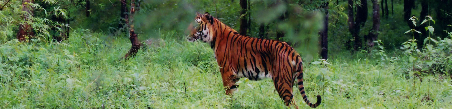 Mundanthurai Wildlife Sanctuary