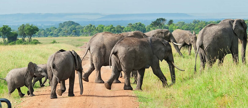 Mwea National Reserve