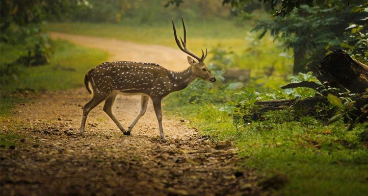 Nagzira Wildlife Sanctuary in Nagpur