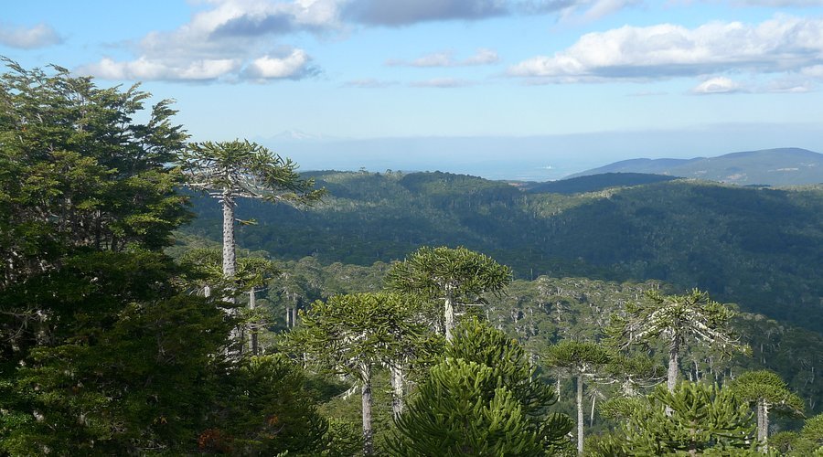 Nahuelbuta National Park in Araucania