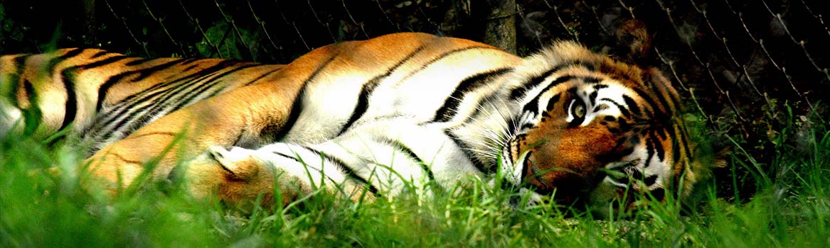Nainital Zoo Nainital, India | Best Time To Visit Nainital Zoo