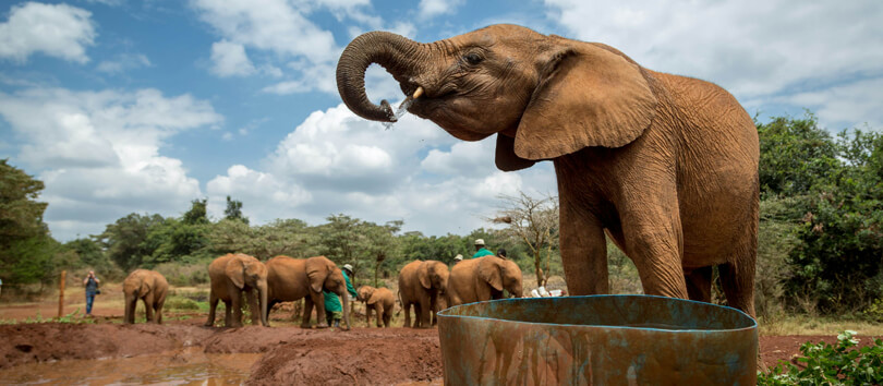 Nairobi Animal Orphanage