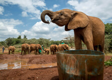 Nairobi Animal Orphanage in Nairobi