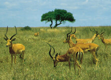 Nairobi National Park in Nairobi