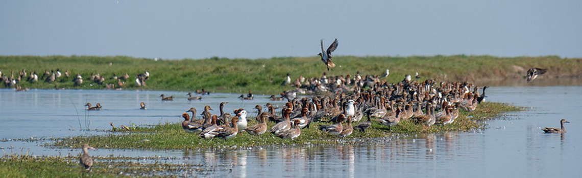 Nalaban Island in Chilika