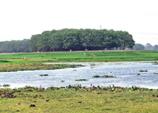 Nalbari Wetland in Barpeta