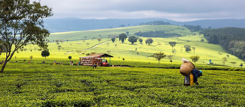Nandi Hills