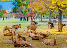 Nara Park in Nara