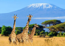Nature Walking Safaris