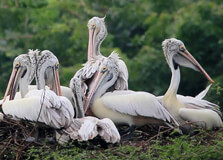 Nelapattu Bird Sanctuary in Nellore