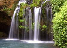 Ngare Ndare Forest
