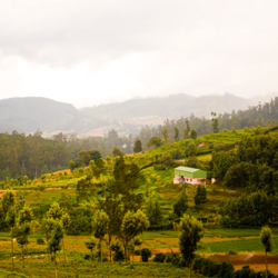 Nilgiri Hills in Ooty