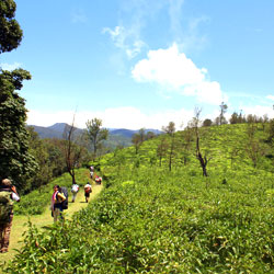 Nilgiri Trek in Balasore