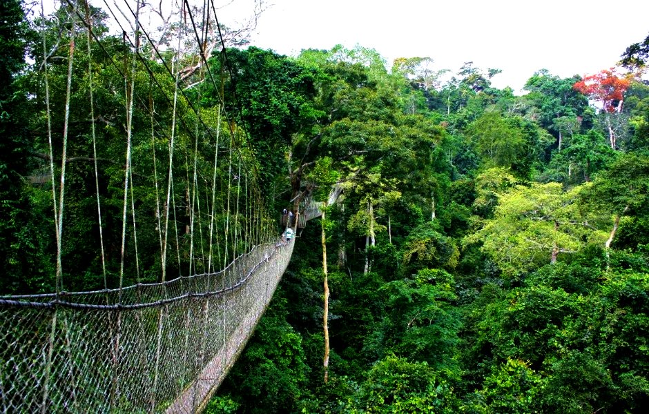 Nyungwe Forest National Park in Northwestern Rwanda
