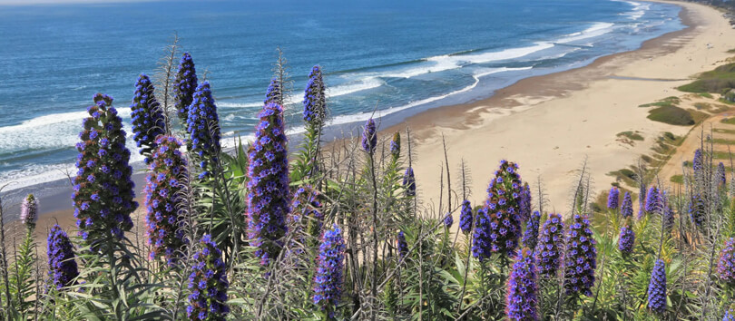 Ocean Beach