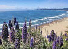 Ocean Beach in California