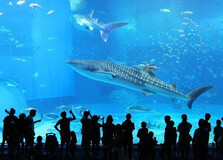 Okinawa Churaumi Aquarium in Okinawa