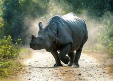 Orang National Park in Tezpur