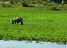 Panbari Reserve Forest in Kaziranga