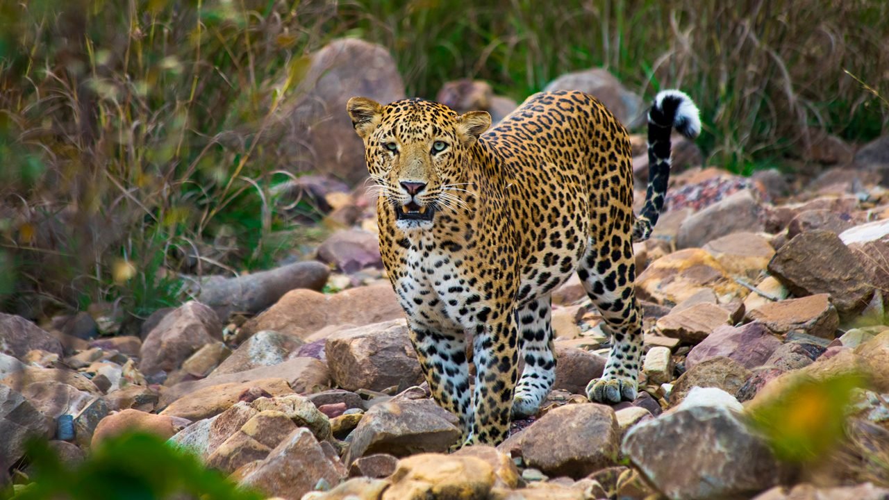 Panna National Park in Khajuraho