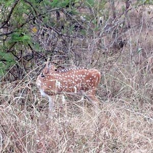 Panna National Park